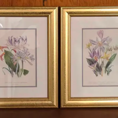 (2) Gold Framed Botanical Prints