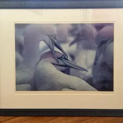 National Geographic Wildlife Photo Print