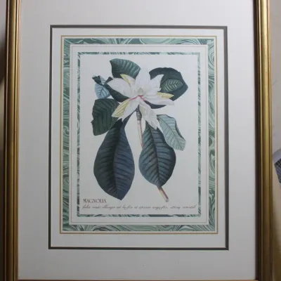 'Magnolia' by George Ehret
$30.00
27in. x 23in.