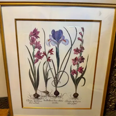 Hortus Eystettensis Plate 201 Iris Print By Basilius Besler