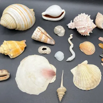 Seashell & Mineral Collection