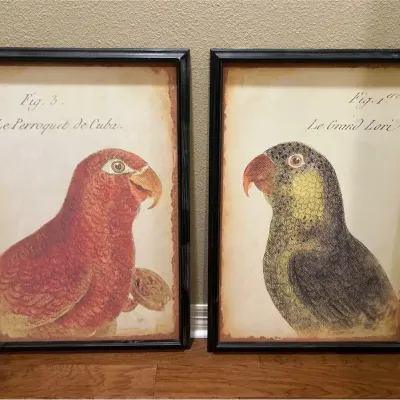 “Le Perroquet de Cuba” & “Le Grand Lori” French Parrot Bird Framed Prints