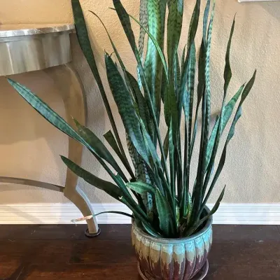 Beautiful Glazed Planter With Hearty Snake Plant