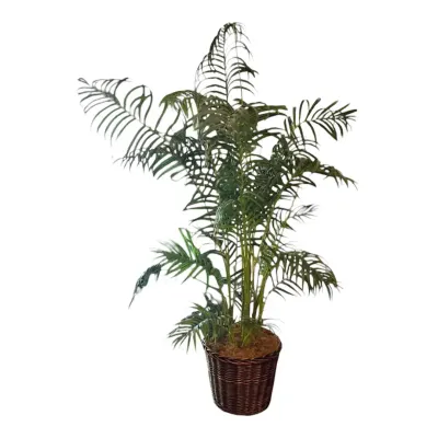 Large Faux Areca Palm Tree In Wicker Basket
