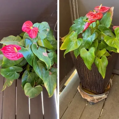 Anthuriums in Pots, 2 Pieces | Very Healthy