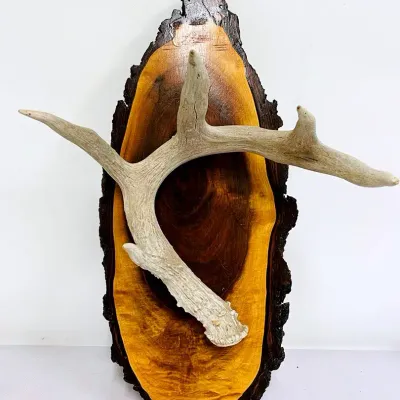 Rustic Antler on Wood Wall Display