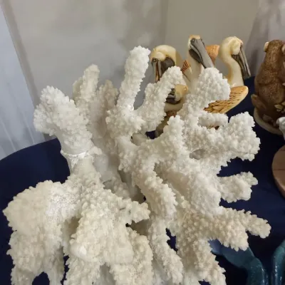 Large white branch coral specimen