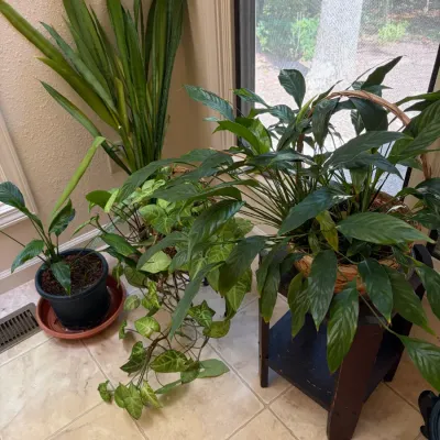 Sale Photo Thumbnail #97: Collection of healthy potted houseplants, including a tall snake plant, a trailing arrowhead vine, and peace lilies, with one displayed in a basket on a dark wood plant stand.