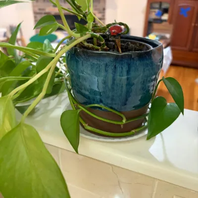 Sale Photo Thumbnail #65: Pothos houseplant in a two-tone ceramic pot with a blue drip glaze and brown base, complete with a small decorative ladybug stake.