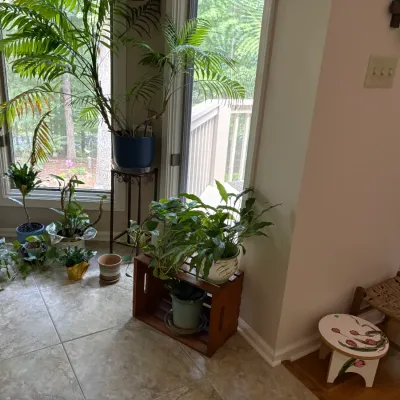 Sale Photo Thumbnail #21: Assorted potted houseplants, including a large palm, peace lily, and pothos, displayed alongside a hand-painted tulip stool and a small woven rush-seat stool.