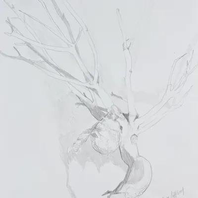Original Nancy Shand Graphite on Paper - "Birds Nest Suspended on Driftwood II"