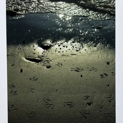 Nancy Shand Photo Print on 100% Rag Paper - "Tracks in the Sand"