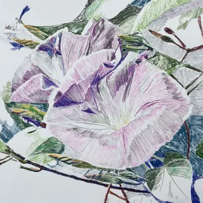 Original Nancy Shand Pastel on Paper - "Morning Glories"