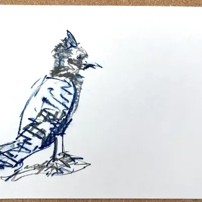 Original Nancy Shand Pastel on Paper - "Blue Jay"