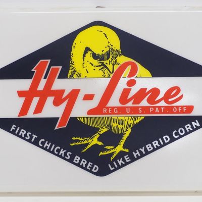 Sale Photo Thumbnail #397: Hy-Line chick insert for sign
