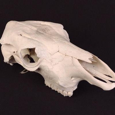 Sale Photo Thumbnail #147: Buffalo Skull