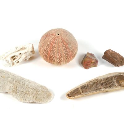 Sale Photo Thumbnail #51: Fish Fossil, Minerals & Sea Urchin Skeleton Shaker