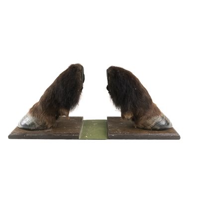 Sale Photo Thumbnail #388: Vintage Taxidermy Bison Hoof Bookends