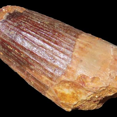 Sale Photo Thumbnail #324: 1 3/4" Fossilized Spinosaurus Tooth