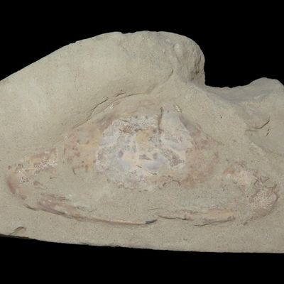 Sale Photo Thumbnail #331: 5 3/4" Fossilized Crab, East Coast, United States