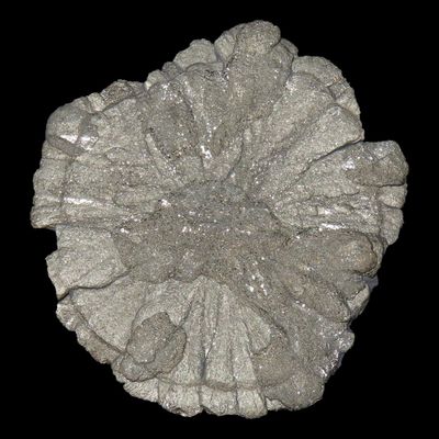 Sale Photo Thumbnail #329: 2" Fossilized Miner's Dollar, Pyrite, Coal Mines of Sparta, Illinois