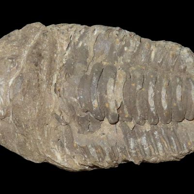 Sale Photo Thumbnail #327: 3 1/2" Large Fossilized Trilobite, Morocco