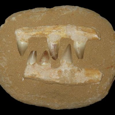 Sale Photo Thumbnail #332: 7" Fossilized Mosasaur Jaw, Cretaceous Period