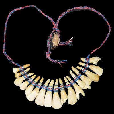 Sale Photo Thumbnail #559: Historic Native American Tooth Necklace