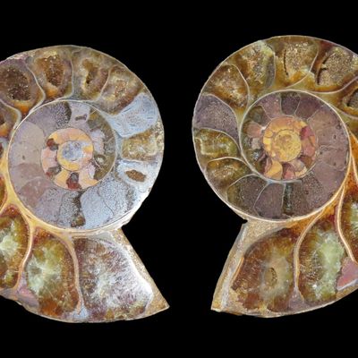 Sale Photo Thumbnail #333: 5" x 3 1/2" Fossil Ammonite, Sliced and Polished, Natural Segments, Madagascar