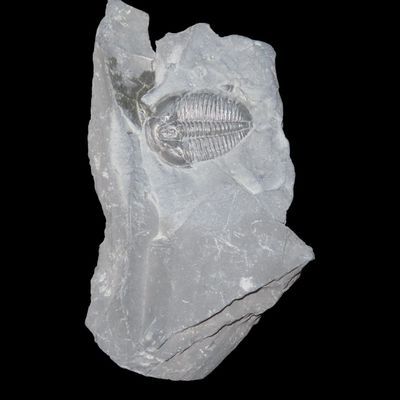 Sale Photo Thumbnail #322: 3 3/4" Utah Fossilized Trilobite in Matrix