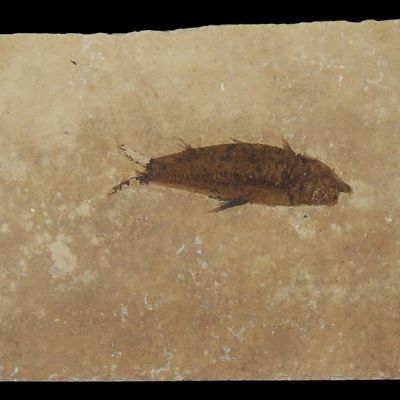 Sale Photo Thumbnail #319: 4" Knightia Species Fossil, Herring Family, Green River Formation, Eocene, Lincoln Co., Wyoming, Kammerer, Minsky's Quarry