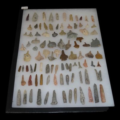 Sale Photo Thumbnail #444: 12" x 18" Riker Frame of Miscellaneous Drills, Kansas