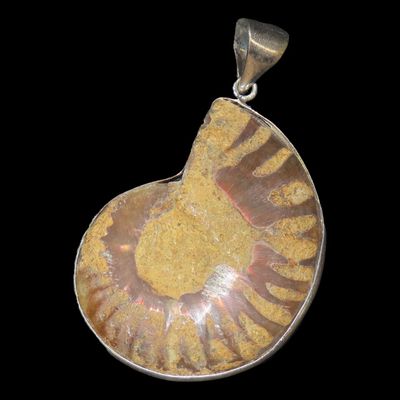 Sale Photo Thumbnail #330: 2" Fossilized Ammonite Pendant, Sliced and Polished, Devonian/Cretaceous Period