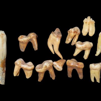 Sale Photo Thumbnail #481: Lot of Miscellaneous Teeth, Found on Sites in Kansas