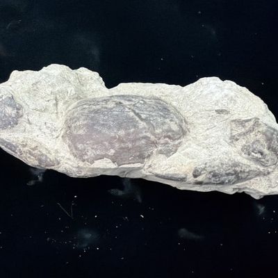 Pulalius Vulgaris Crab Fossil