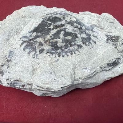 Pulalius Vulgaris Crab Fossil