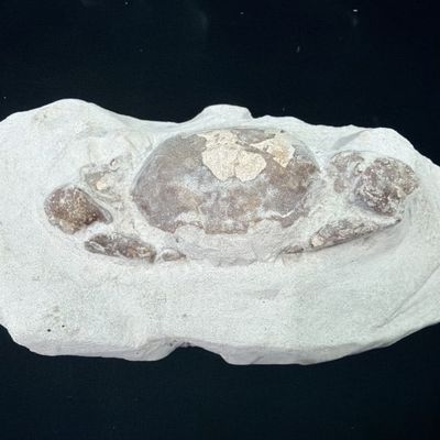 Pulalius Vulgaris Crab Fossil