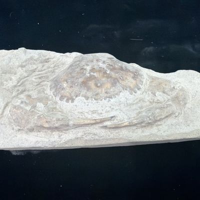 Pulalius Vulgaris Crab Fossil