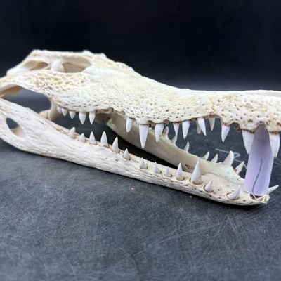 Crocodile Skull
