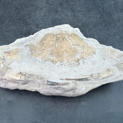 Pulalius Vulgaris Crab Fossil