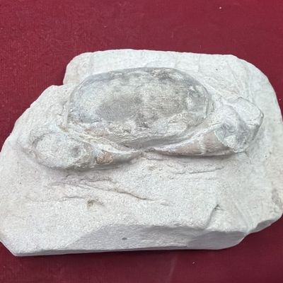 Pulalius Vulgaris Crab Fossil