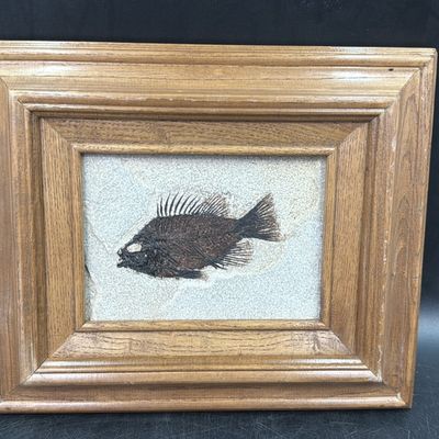 Priscacara Liops Fish Fossil