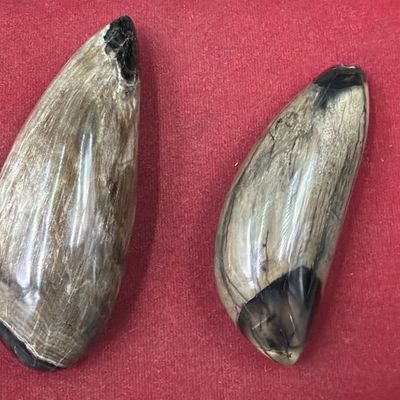 Large Maritime Ivory Fossils