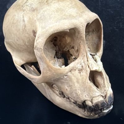 Monkey Skull