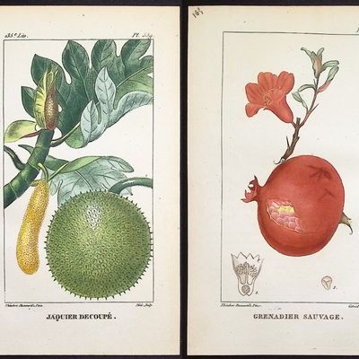 Descourtilz - 4 Botanical Engravings (Pomegranate, Papaya, Potato)