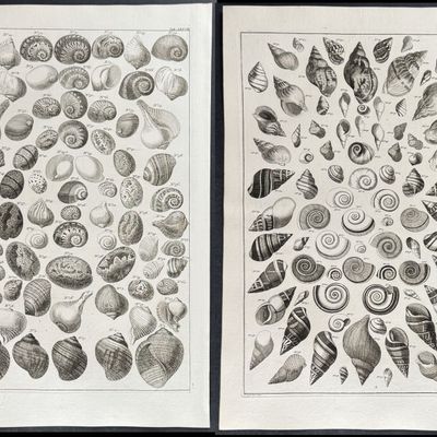 Seba - 4 Shell Engravings