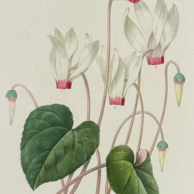 Redoute, Choix - Cyclamen