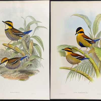 Gould, Asia - 4 Bird Lithographs (Pitta, Dial Bird, Rock-Thrush)