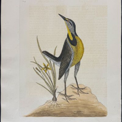 Catesby, Folio - Large Lark with Little Yellow Starflower. 1-33