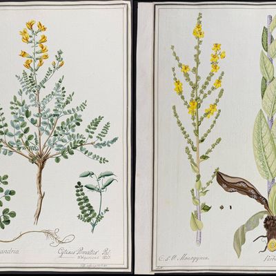 6 Original Botanical Watercolors (according to Linnaeus system)